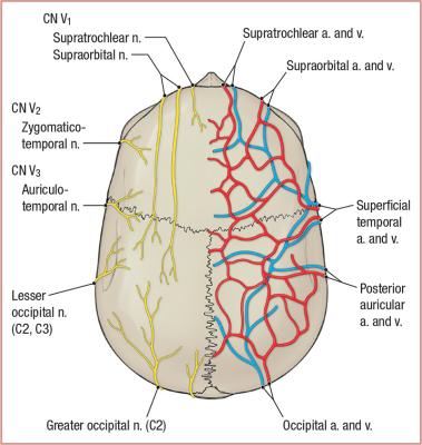 thumbs/Cutaneous Nerves and Blood Vessels of Scalp.jpeg.jpg